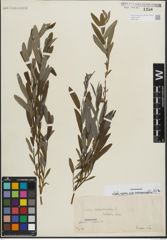 Foto von Salix repens subsp. rosmarinifolia (L.) Andersson